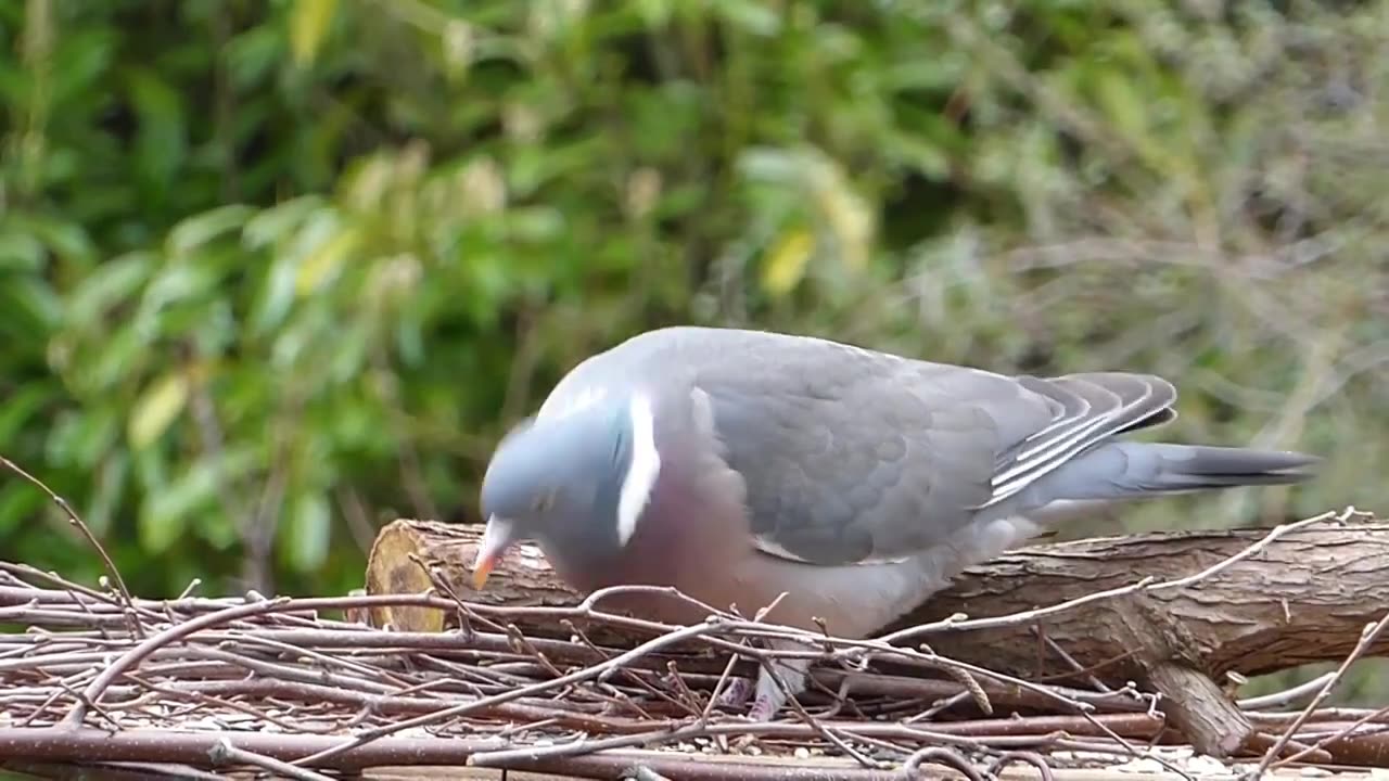 birds