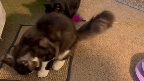 He is worried about the baby 😔 Pregnant cat 😺🐈