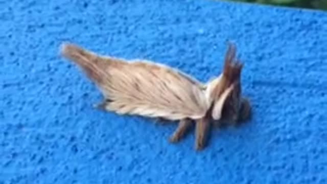 Unknown Creeping Invertebrate