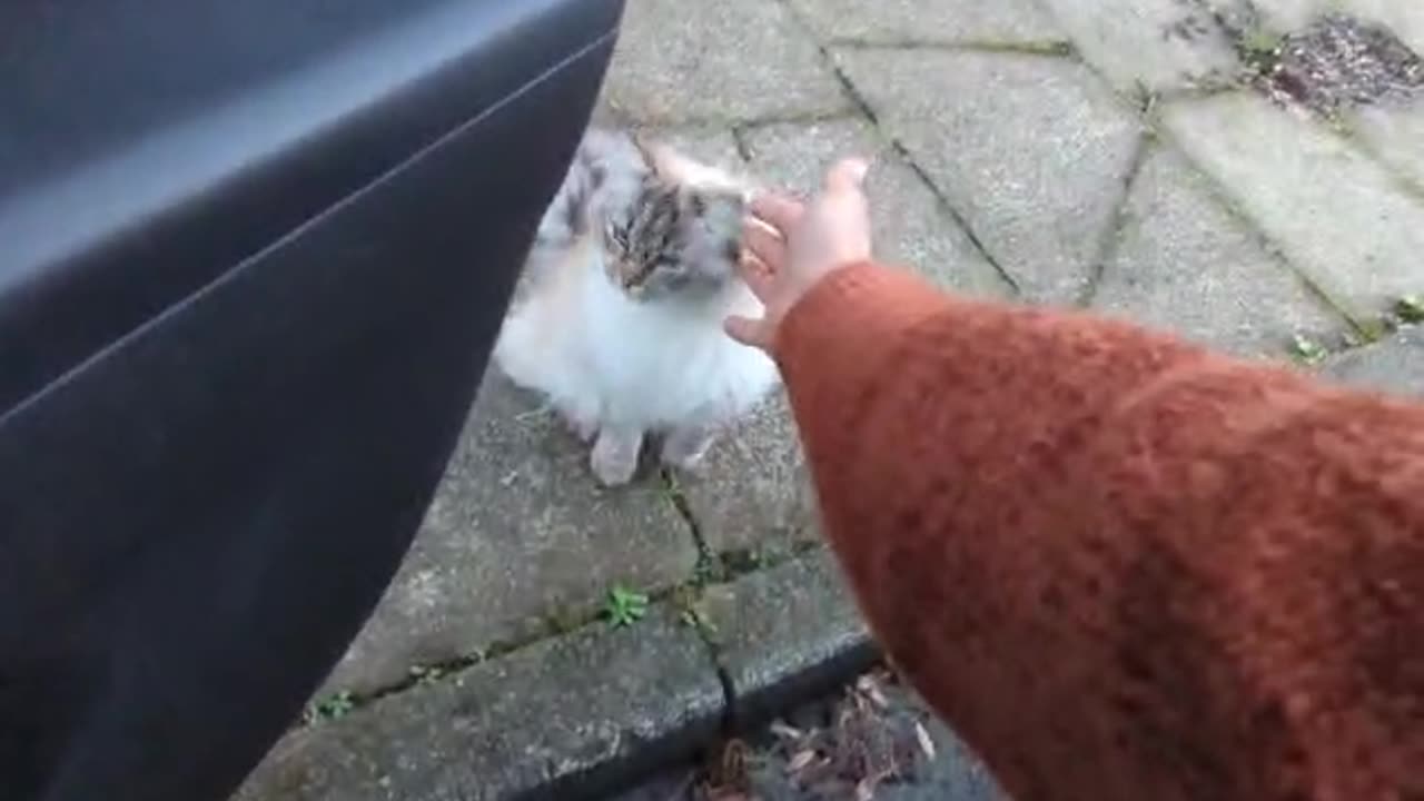 Cat wants to come in the car 🐈