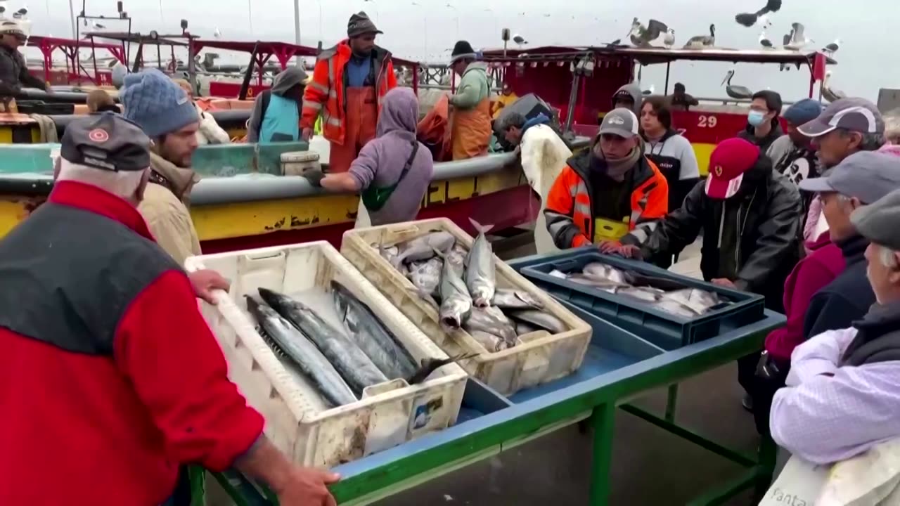 Chilean dolphins are ‘disappearing at an alarming rate'