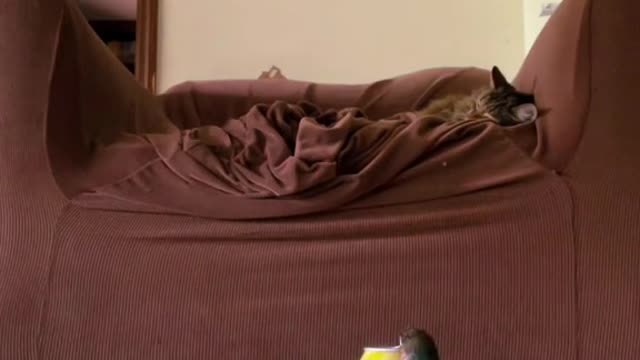 Can you guys watch my bird for a sec? Don't let him tip my water please