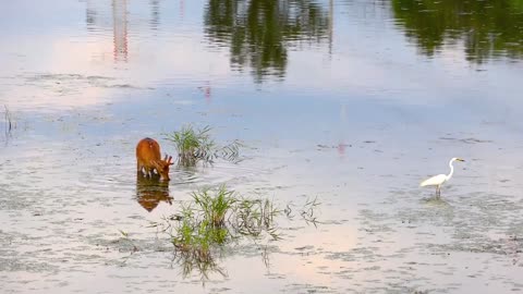 Deer 🦌 in lake