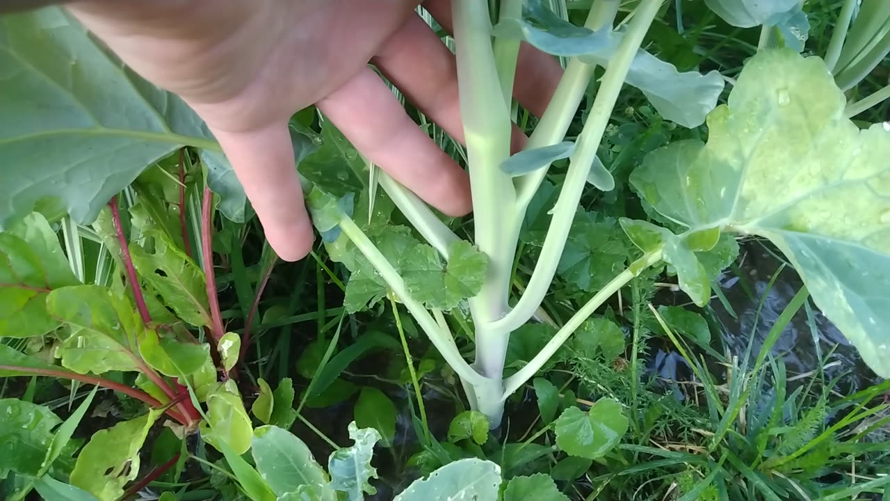 Edible Plants