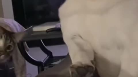 Playing with cat 😺😁😺