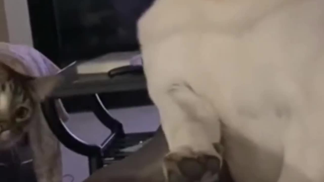 Playing with cat 😺😁😺