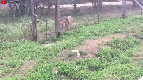 Lion VS Tiger Real Fight - Tough Creatures [Ep. 4]