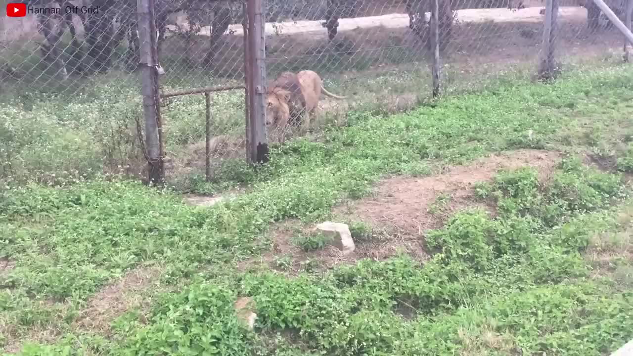 Lion VS Tiger Real Fight - Tough Creatures [Ep. 4]
