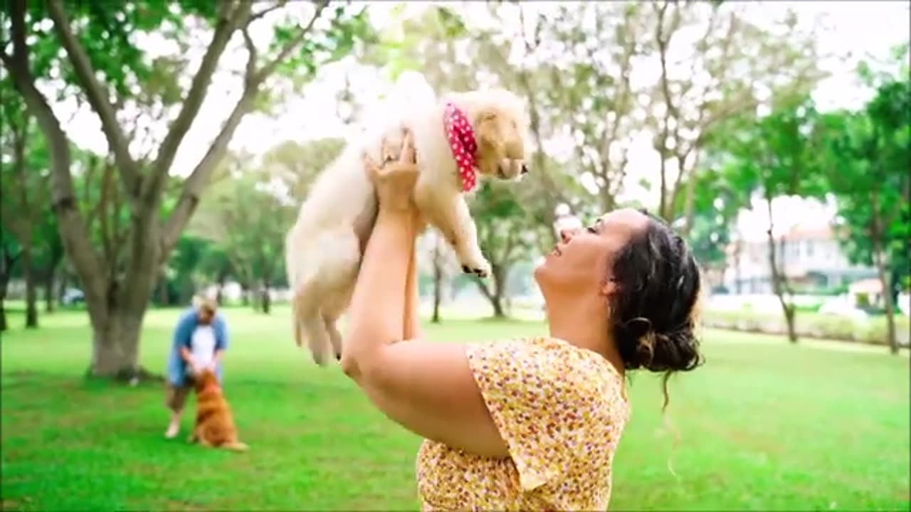 Adorable Cute Puppies Stock Footage_ Dogs Video Collection