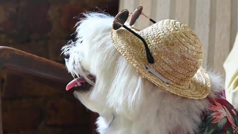 Dog MusicAnti Separation Anxiety Music for Dog Relaxation! Dog Calming Sleep Music