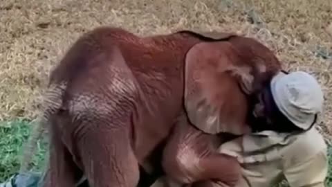 See the human elephant