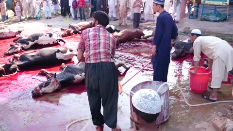 SLAUGHTERING ANIMALS QURBANI IN ISLAM