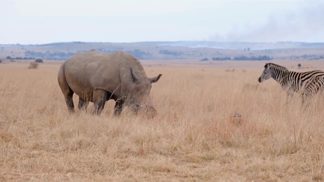 🦏 Rhino , Zebra and 🦊 Fox on forest