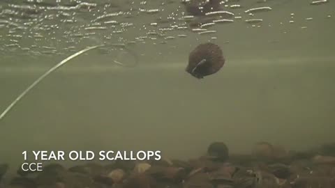 Bay Scallops Swimming