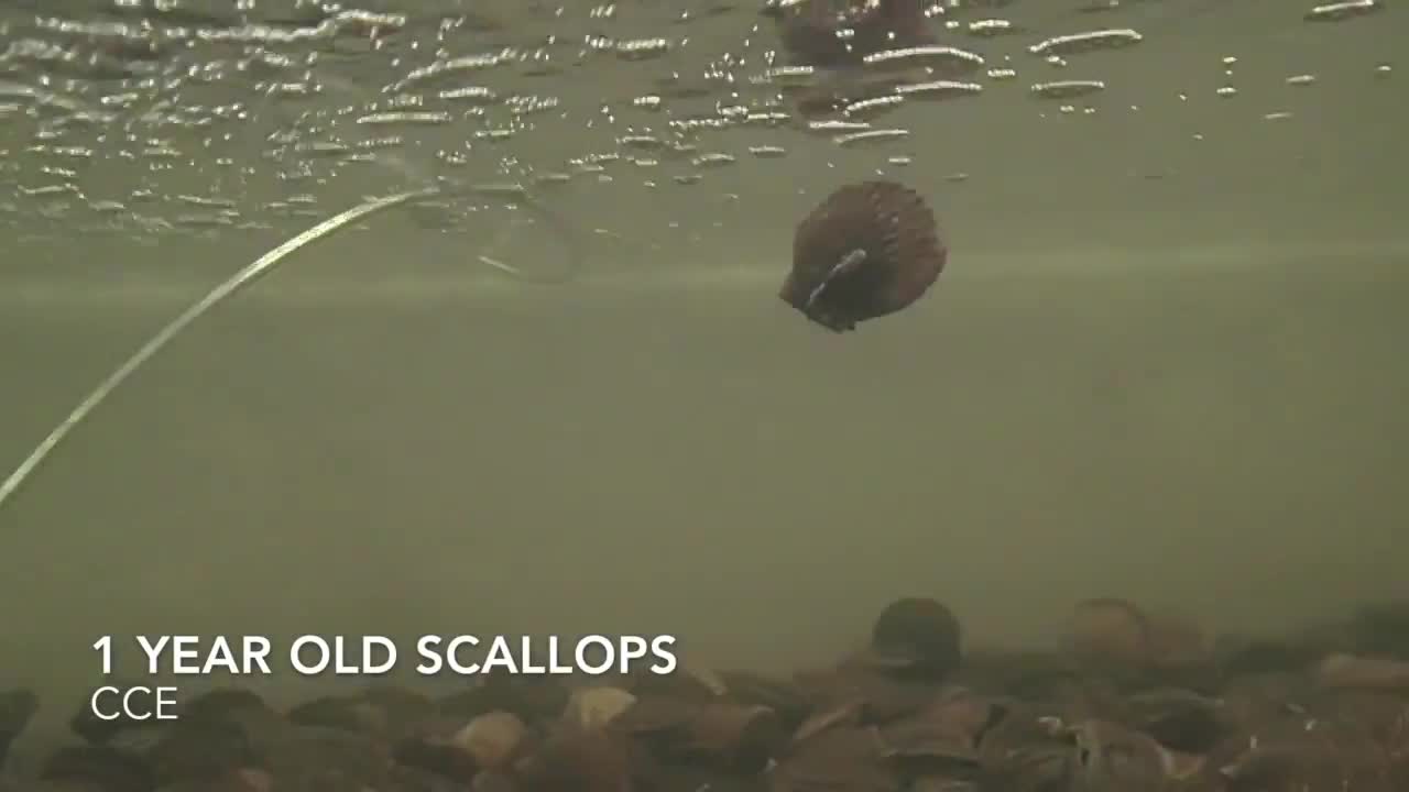 Bay Scallops Swimming