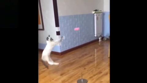 funny cat playing with a ball