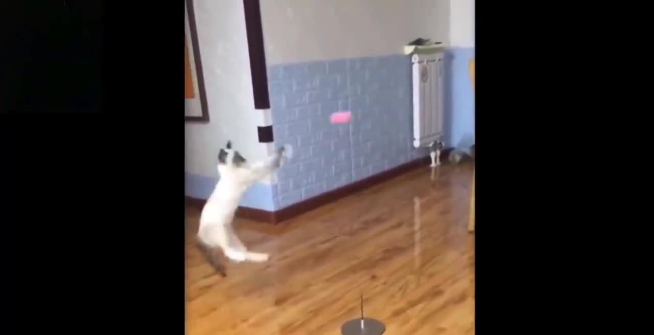 funny cat playing with a ball