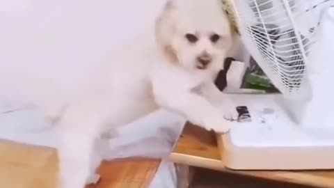 You gonna laugh all cute, funny and smart DOG