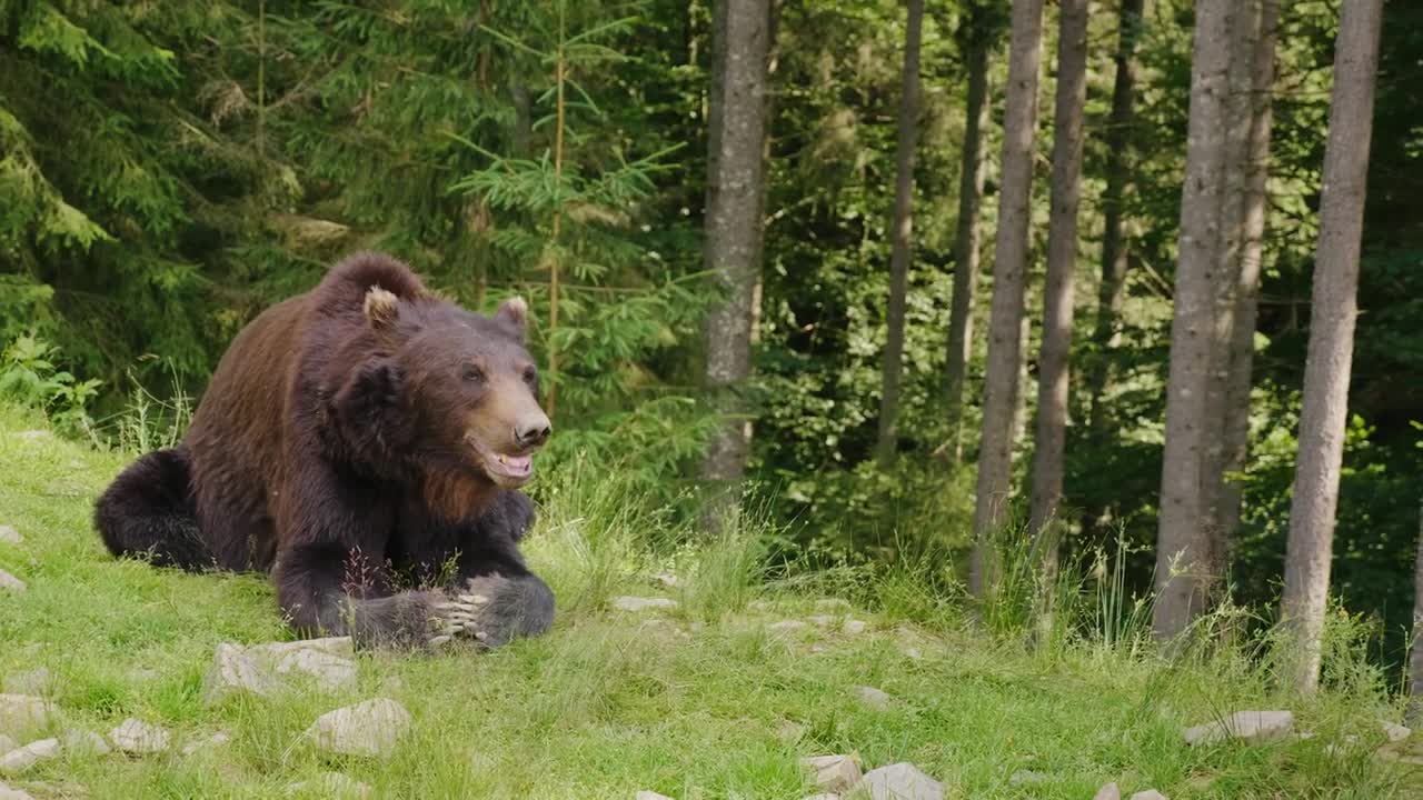 Wild Planet.8K HDR Video.