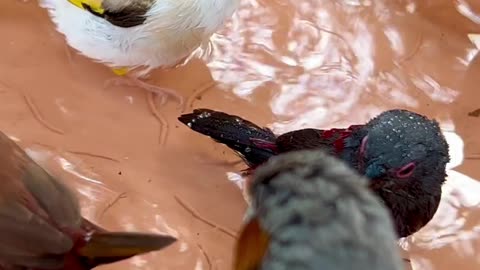 Finches and Softbills Bathing in Bird Aviary