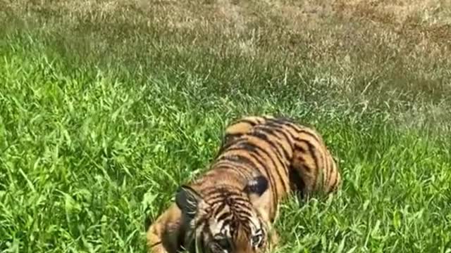 The tiger rested on the grass