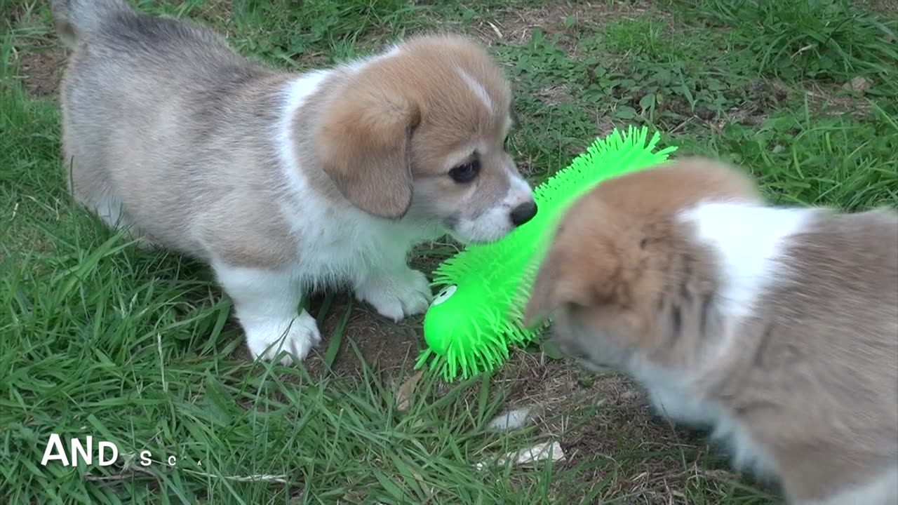 Willow's Litter 47 Days Old