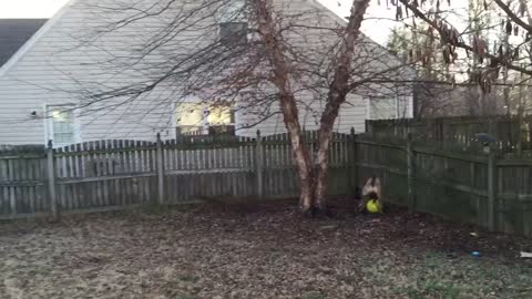 Huge English Mastiff playing with ball