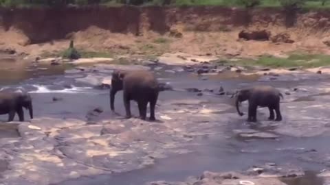 Sri Lankan elephant