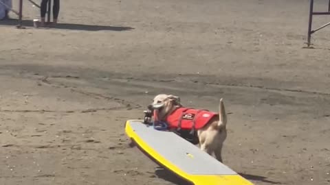 Surf dog competition