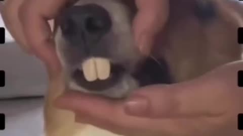DENTURES 🦷AND DOGS🤣
