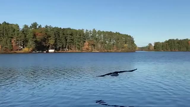 Majestic Bald Eagle Wild Animals