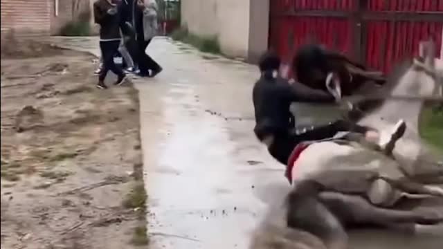 Funny Horse Running and Fall