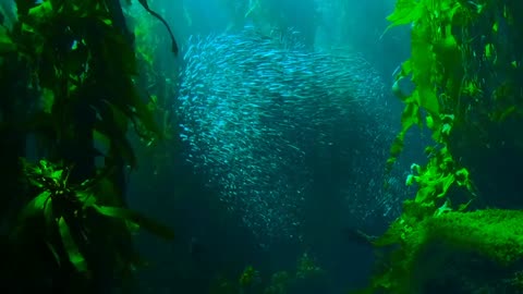 Beauty of Under water