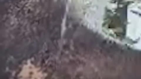 നാട്ടാനകളിലെ തീവ്രവാദി.. മുറിവാലൻ മുകുന്ദൻ.. മനുഷ്യരുടെ തൊണ്ടയിൽ കുരുങ്ങിയ മുള്ള്..._