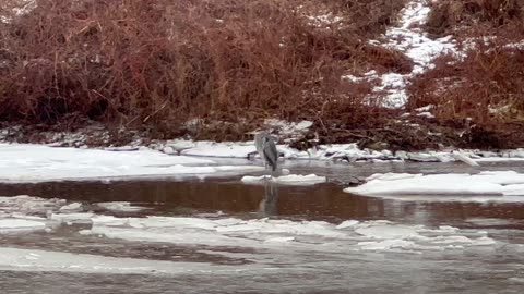 Beautiful Great Blue Heron in Toronto