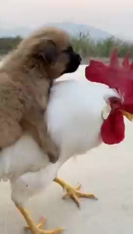 Funny 🤣🤣🤣🤣 video don't stop laugh