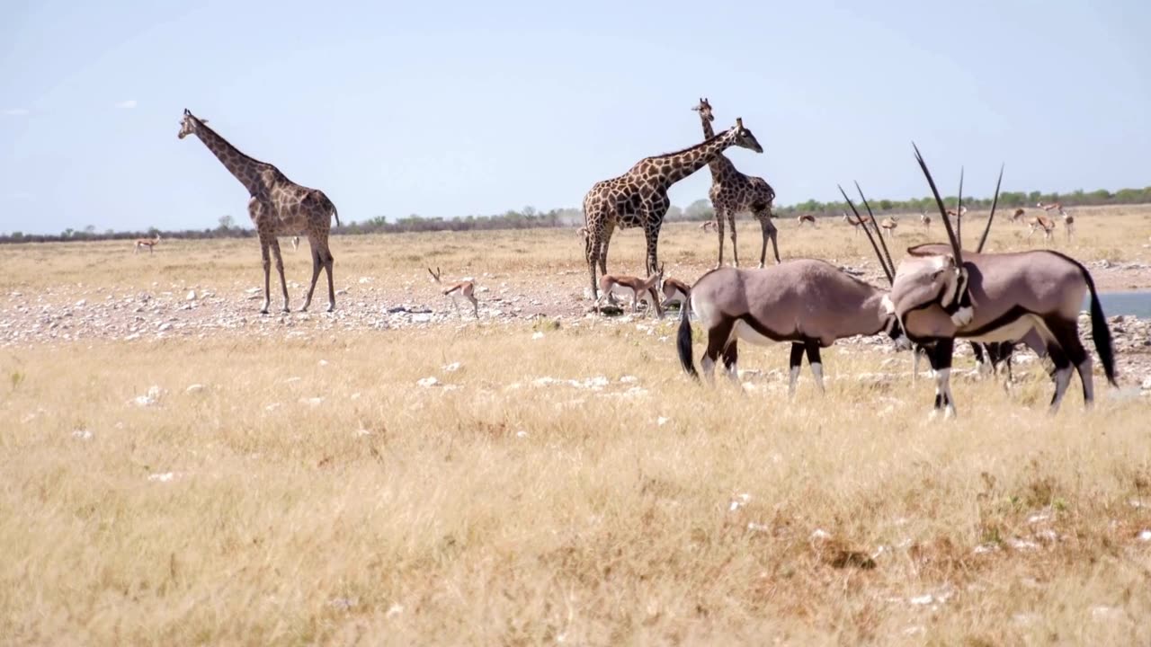 WS Wild Animals By The Waterhole