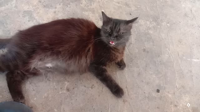 call cat is about to give birth