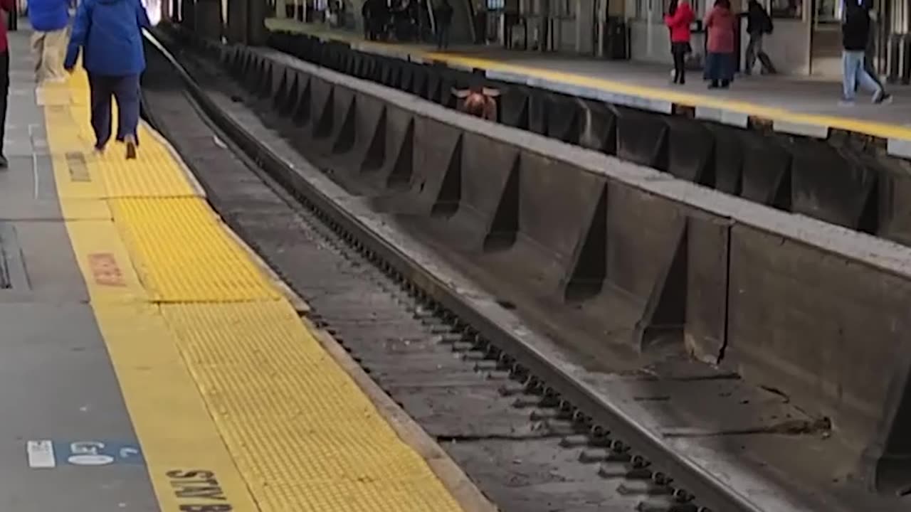 Loose Bull Spotted Running on Train Tracks in New Jersey