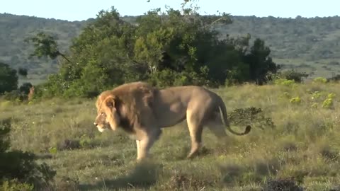 lovelyyears old male lion