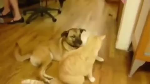 Funny videos animals