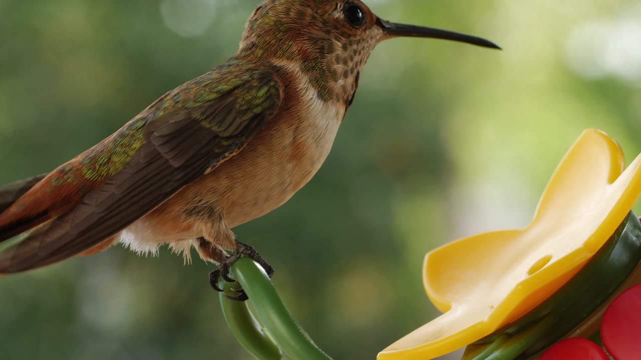 HummingBird