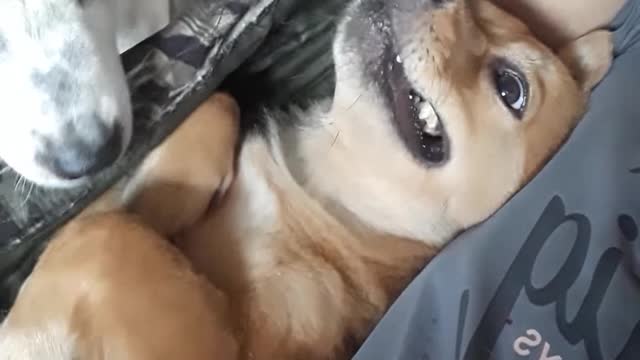 Dog crying like a baby so cute