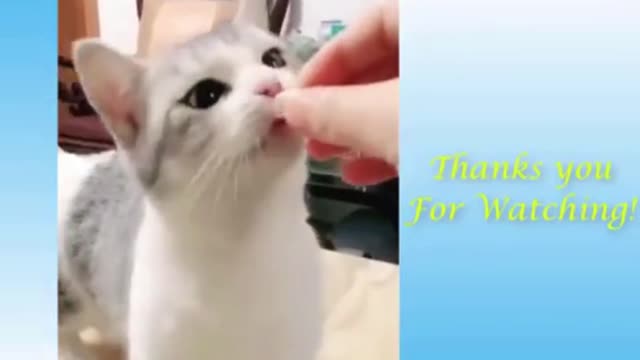 Funny and Cute Cat's Life - Cats and Owners are the best friends Videos (2021)