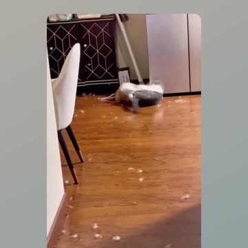 Heavy fights between cats... Cuteness went to space...