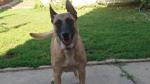 Before You Get A Belgian Malinois- WATCH THIS!!