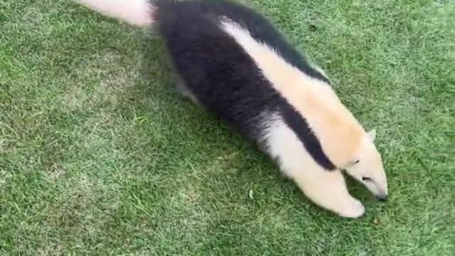 anteaters