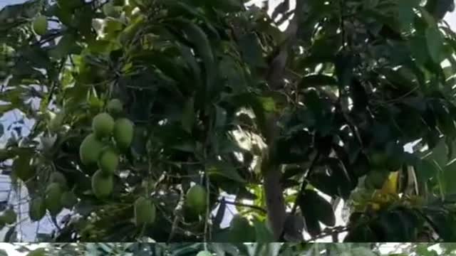Here I show you my collection of fruit plants in my home garden