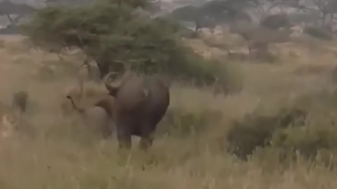 Loin Attack on Buffalo