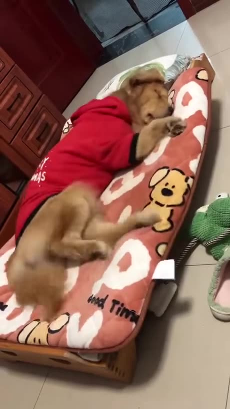 What do dogs dream about??